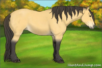 Horse Color:Buckskin Roan 