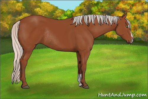 Horse Color:Silver Bay Sabino Rabicano 
