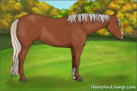 Horse Color:Silver Bay Sabino Rabicano 