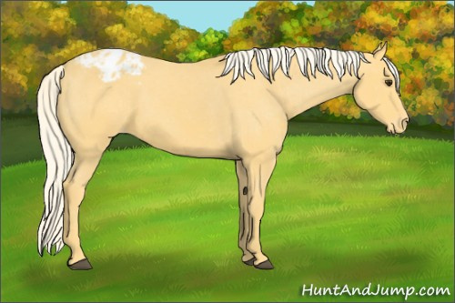 Horse Color:Palomino Appaloosa 