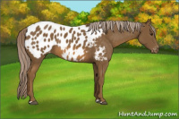 Horse Color:Chocolate Palomino Appaloosa 
