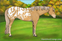 Horse Color:Palomino Appaloosa 