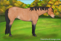 Horse Color:Bay Roan 