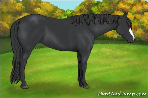Horse Color:Black 