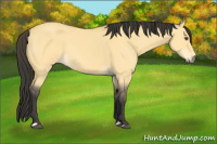Horse Color:Buckskin Dun