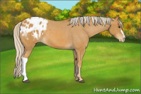 Horse Color:Palomino Appaloosa 