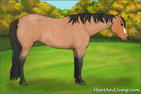 Horse Color:Bay Roan 