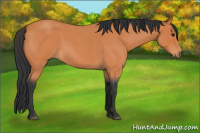 Horse Color:Bay Roan 