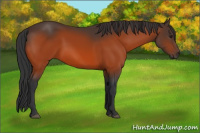 Horse Color:Brown 