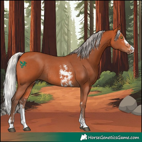 Horse Color:Silver Bay Sabino Rabicano 