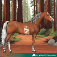 Horse Color:Silver Bay Sabino Rabicano 