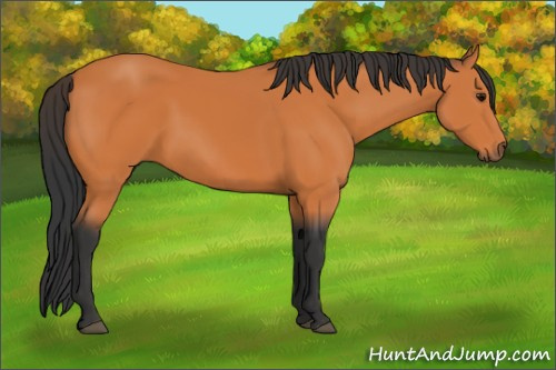 Horse Color:Bay 