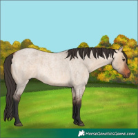 Horse Color:Bay Roan Dun 