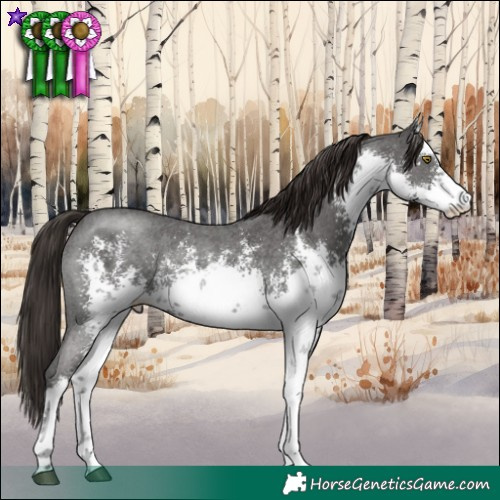 Horse Color:White Spotted Liver Chestnut Sabino Rabicano 