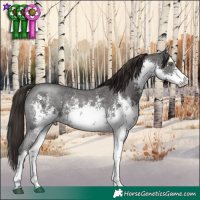 Horse Color:White Spotted Liver Chestnut Sabino Rabicano 