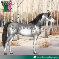 Horse Color:White Spotted Liver Chestnut Sabino Rabicano 