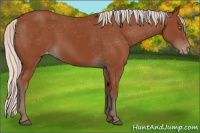 Horse Color:Silver Bay Sabino Appaloosa Rabicano 