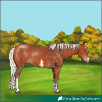 Horse Color:Silver Bay Sabino Rabicano 