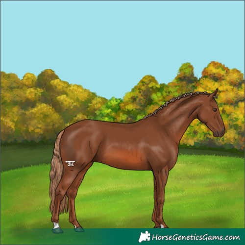 Horse Color:Chestnut 