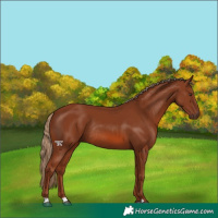 Horse Color:Chestnut Rabicano 