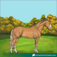 Horse Color:Palomino