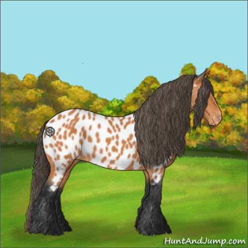 Horse Color:Bay Appaloosa