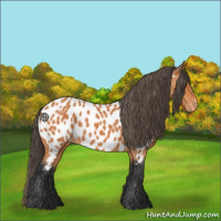 Horse Color:Bay Appaloosa 
