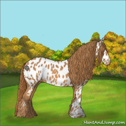 Horse Color:Chestnut Appaloosa 