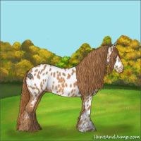 Horse Color:Chestnut Appaloosa 