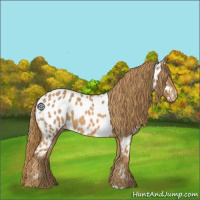 Horse Color:Chestnut Appaloosa 