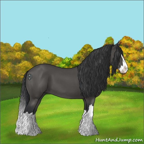Horse Color:Black Splash 