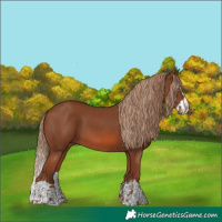 Horse Color:Chestnut  and Chestnut Splash 