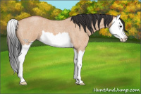 Horse Color:Bay Roan Dun Splash