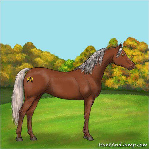 Horse Color:Silver Bay Sabino Rabicano 