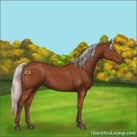 Horse Color:Silver Bay Sabino Rabicano 
