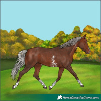 Horse Color:Silver Bay Sabino Rabicano 