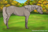 Horse Color:Silver Grullo Roan