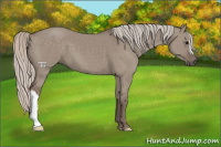 Horse Color:Silver Grullo