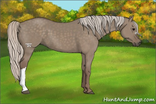 Horse Color:Silver Grullo 