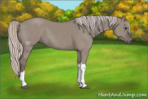 Horse Color:Silver Grullo 