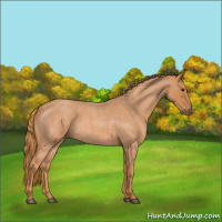 Horse Color:Red Roan 