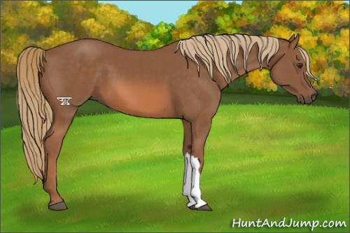 Horse Color:Chestnut 