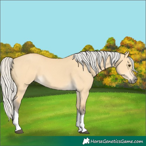 Horse Color:Silver Buckskin Dun Tobiano 