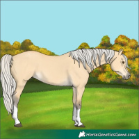 Horse Color:Silver Buckskin Dun Tobiano 