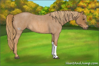 Horse Color:Red Roan 
