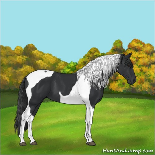 Horse Color:Black Tobiano 