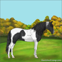 Horse Color:Black Tobiano 