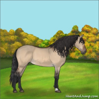 Horse Color:Bay Dun 