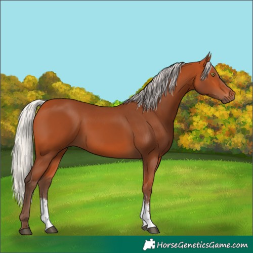 Horse Color:Silver Bay Sabino Rabicano 