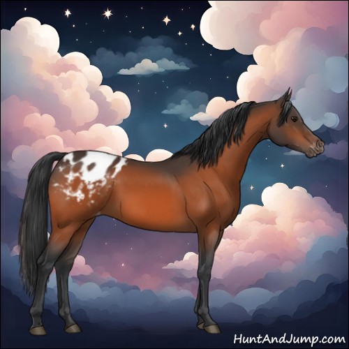 Horse Color:Bay Appaloosa 